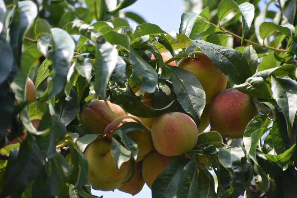 peaches on a tree