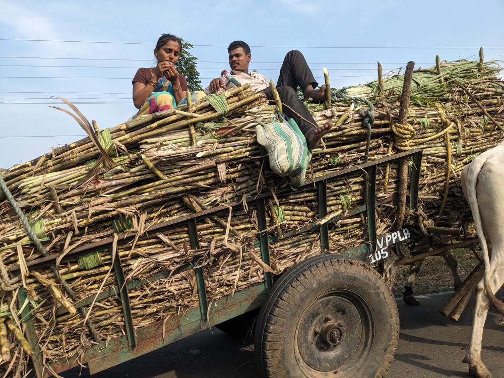 a man and a woman on a bullock cart with the woman trying to put thread in her needle