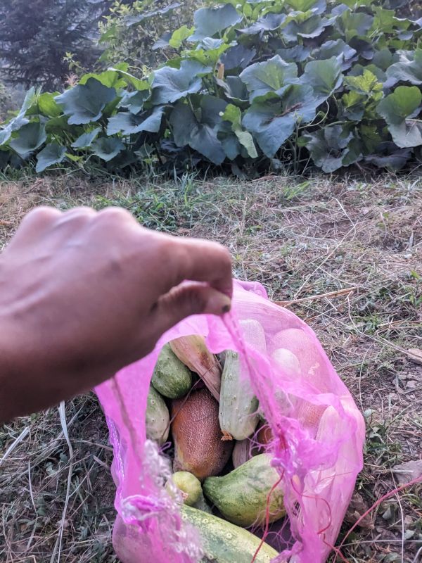 showing off the produce cucumbers corn i plucked