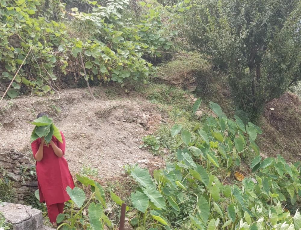 the author with her face covered with colacasia leaves