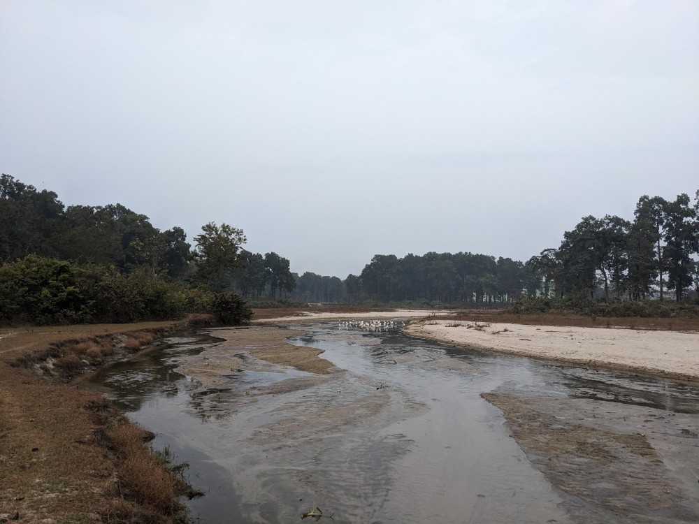 the forest and the stream near our house in siliguri west bengal (1)