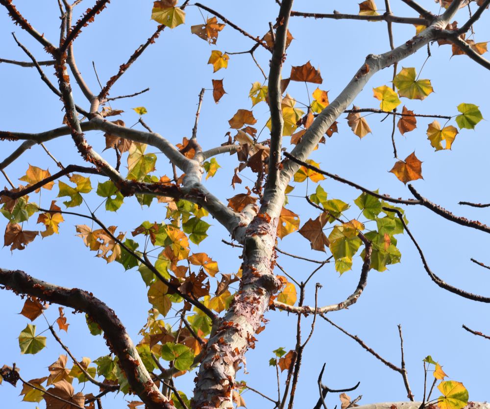 leaves of a plant in all different colours such as green brown yellow