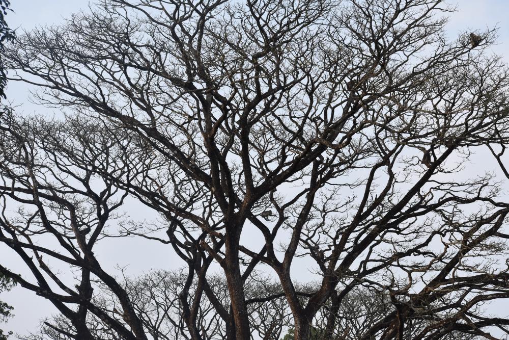 a langur studded tree showing brown branches and trunk