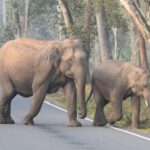 a mother and baby elephant crossing the calicut bangalore highway near muthanga wildlife sanctuary