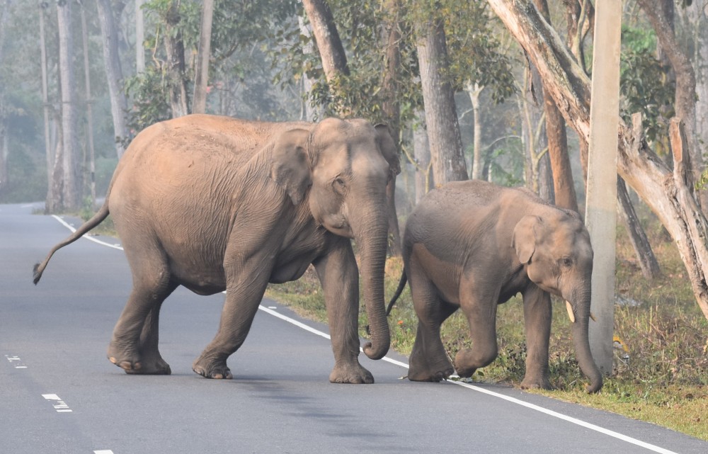 a mother and baby elephant crossing the calicut bangalore highway near muthanga wildlife sanctuary