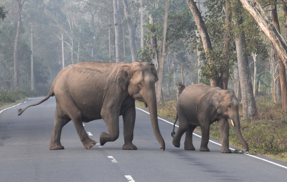 a mother and baby elephant crossing the road, still hurrying up