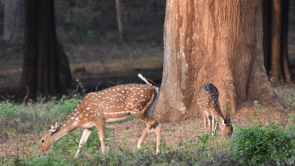 a mother and baby spotted deer grazing on the grass in wayanad wildlife sanctuary