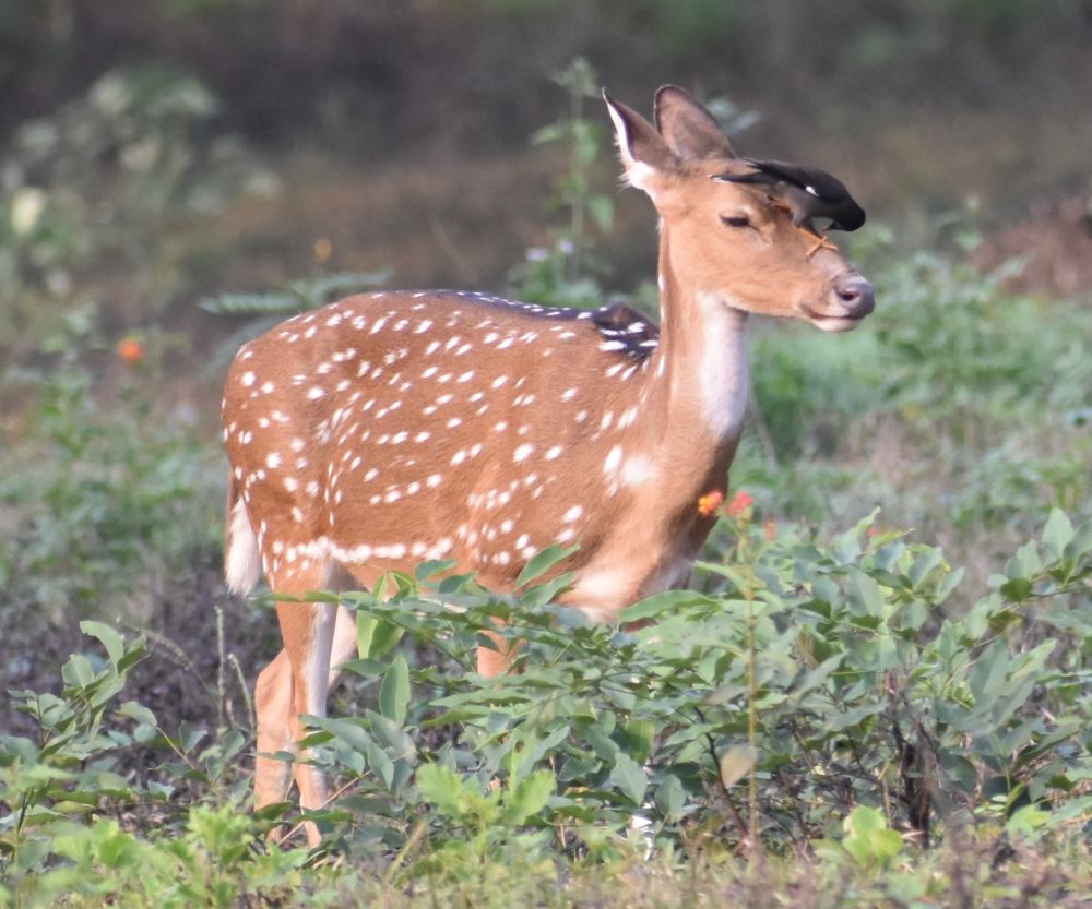 a mother deer enjoying the bliss of being cleaned by a bird