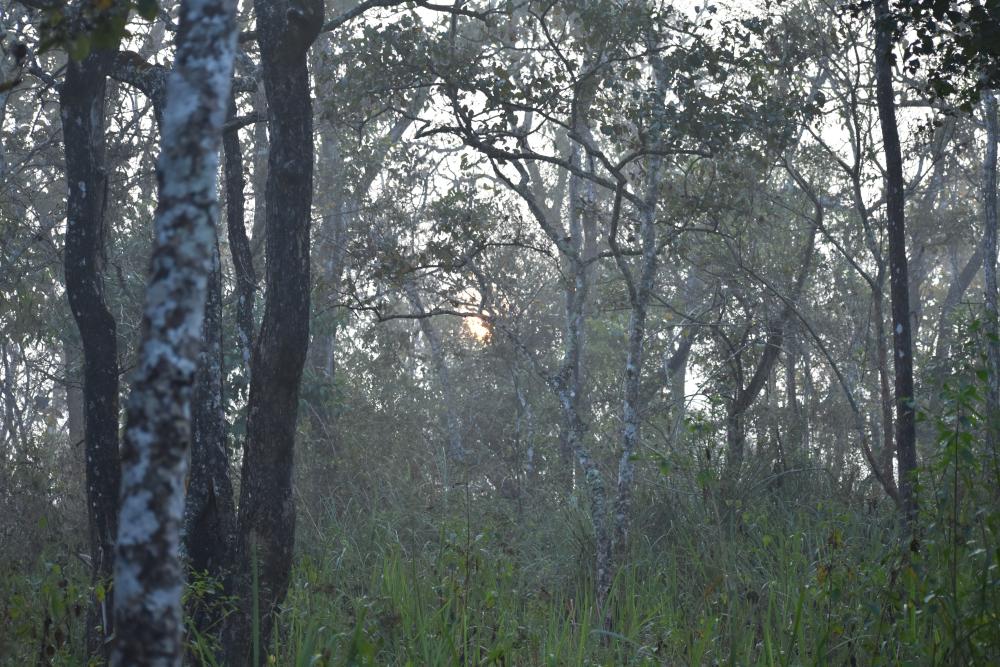 rising sun through the woods