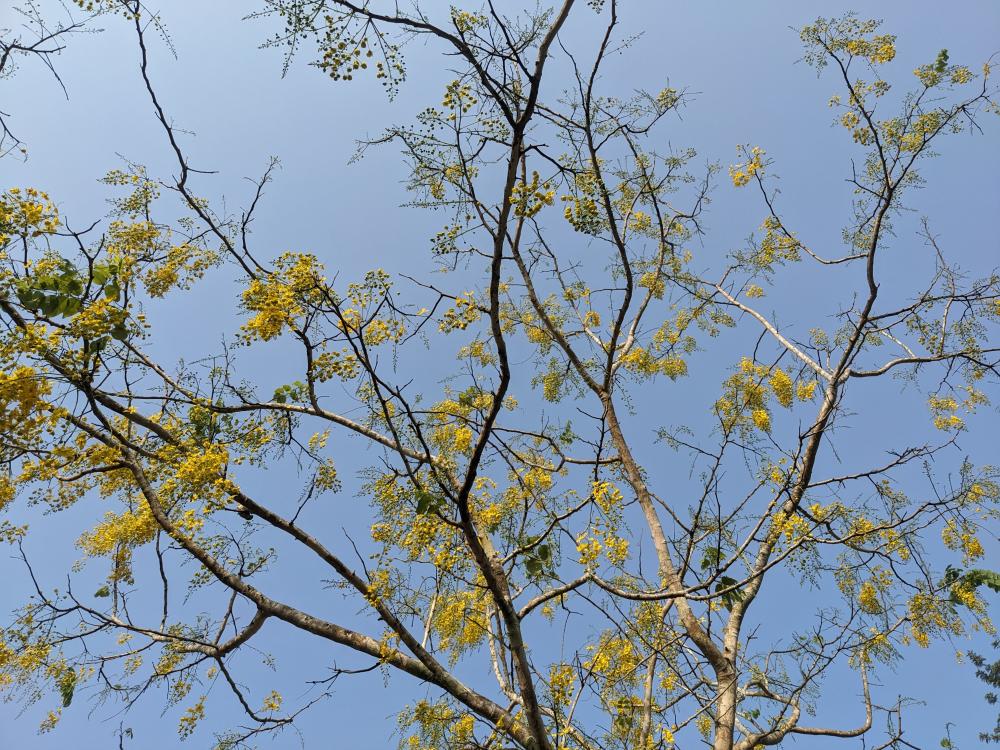 beautiful yellow flowers silhouetted against the deep blue sky, muthanga wildlife sanctaury