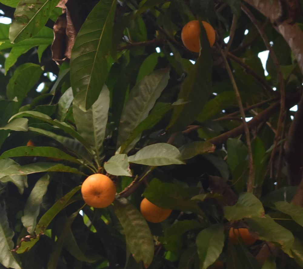 egg fruits about to ripen