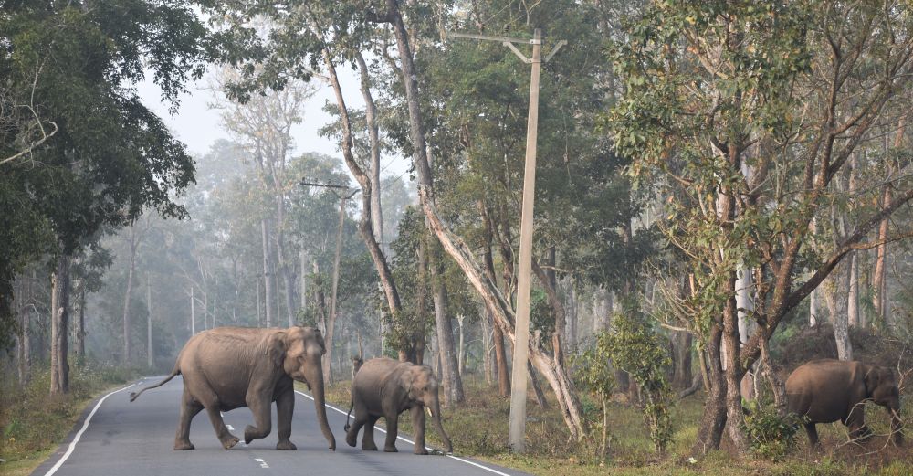 the first ones crossing, elephants on the road Calicut to Bangalore highway