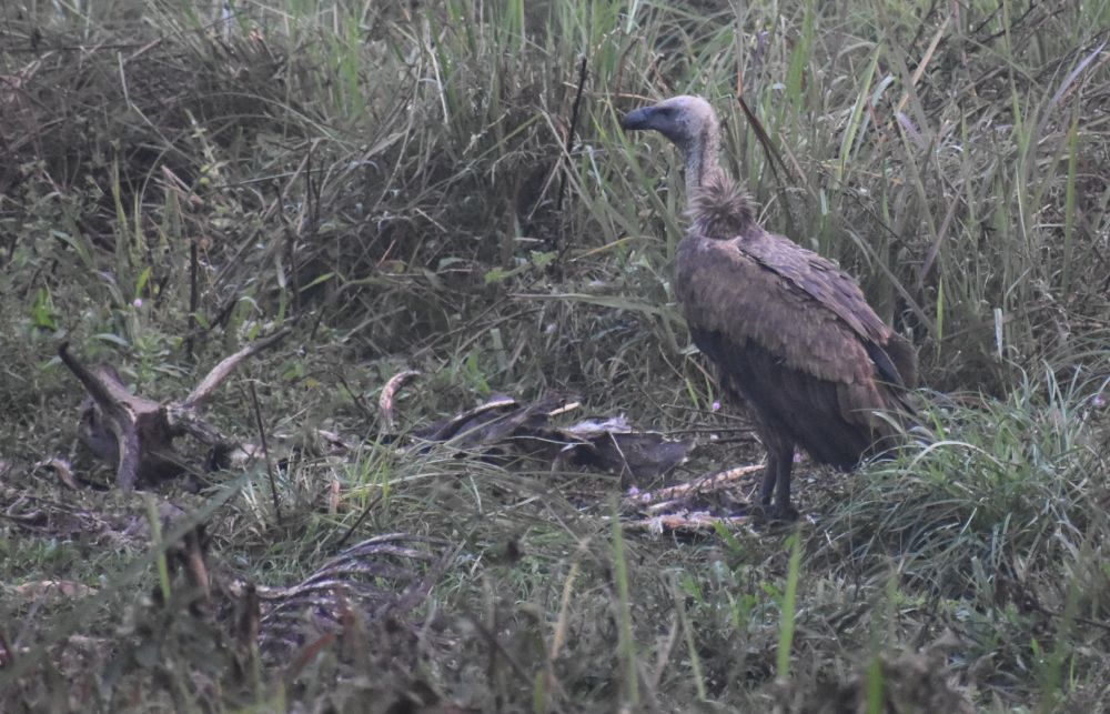 an emancipated vulture eating the corpse of a male spotted deer