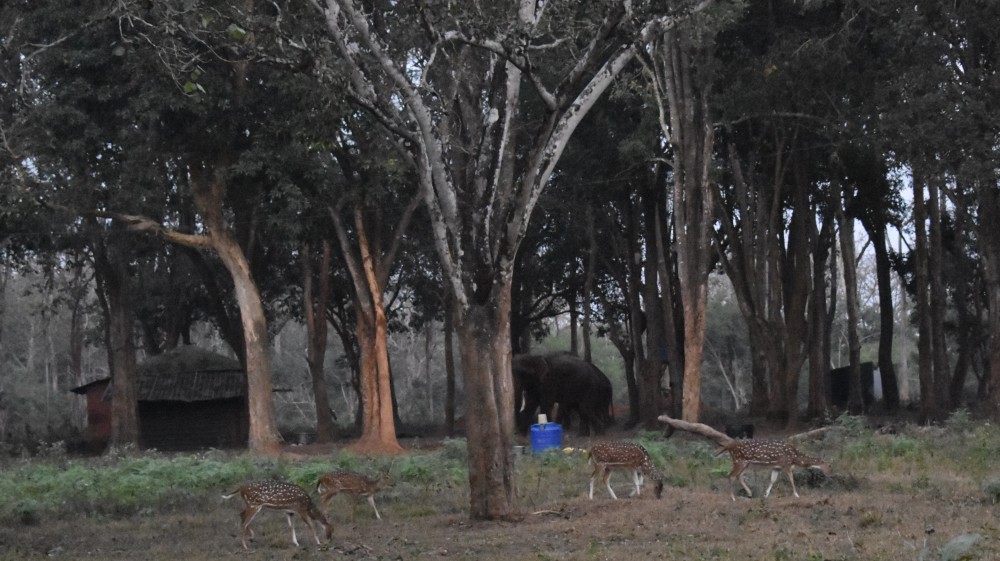 the deer moving closer to the elephant camp to forage the tuskers' food