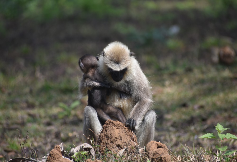 langur eating termite from the hill in the forest, clasping her child