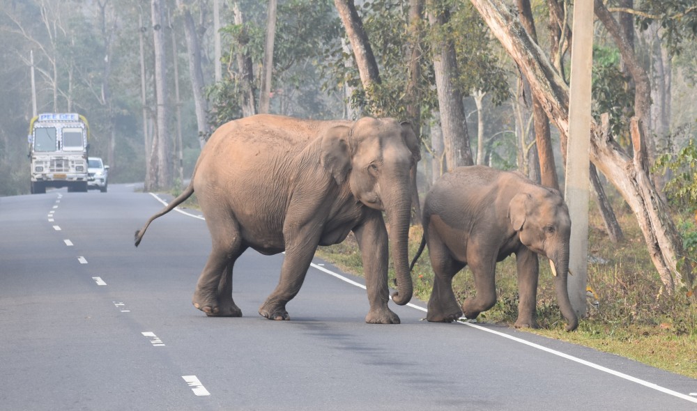 mother and baby elephant crossing the road