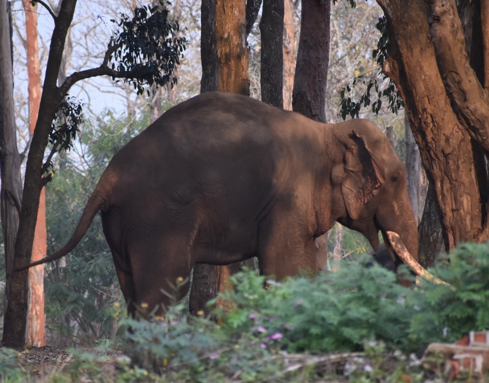 my favorite elephant in the muthanga camp