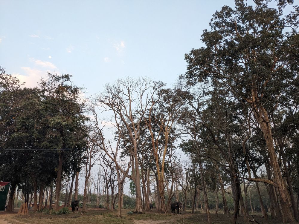 two elephants standing under copse of trees probably in the forest. but these are chained elephants. wayanad district kerala wayanad or muthanga wildlife sanctuary