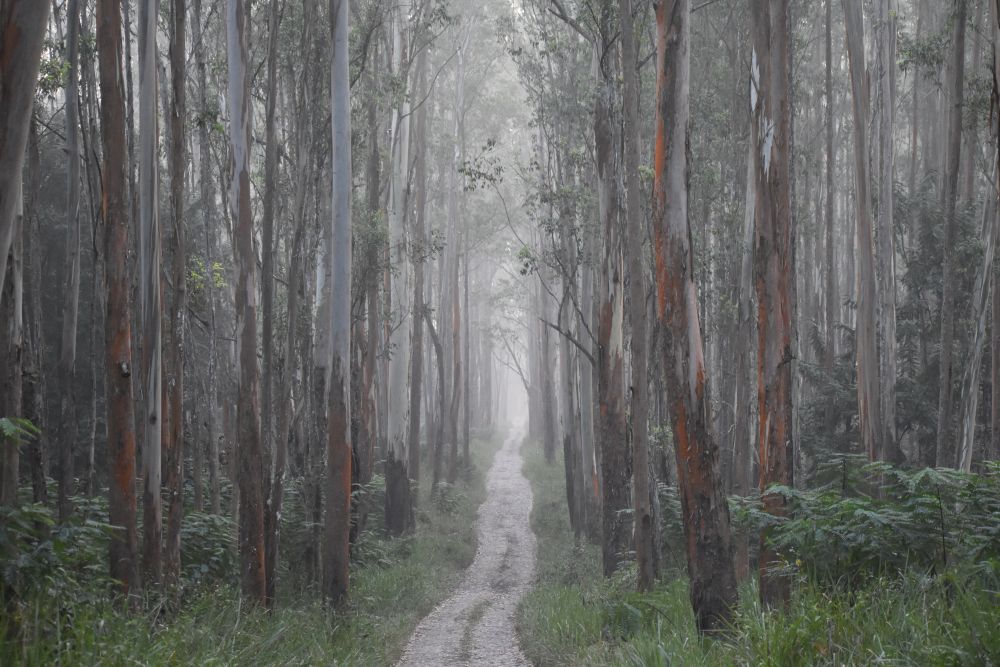 the eucalyptus plantation of Wayanad wildlife reserve. 