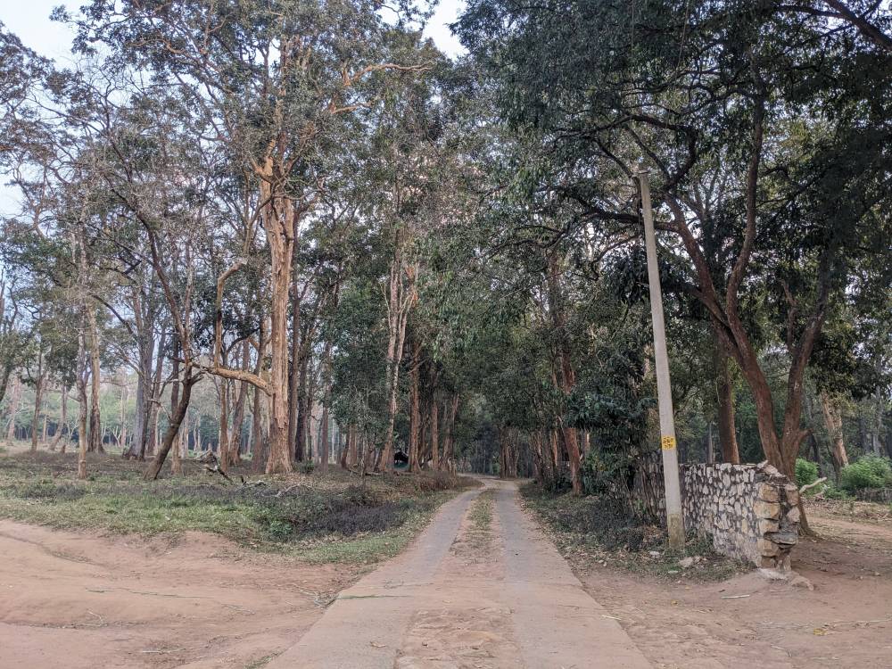the jungle safari road leading into the forest