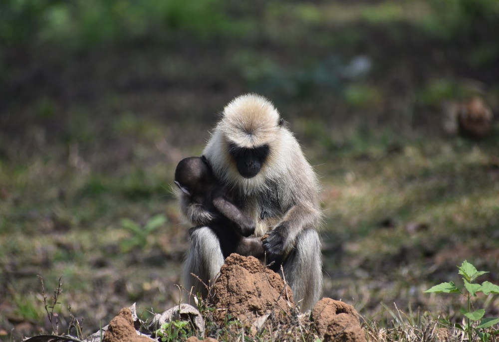 the langur and his child eating termite from the hill in the forest
