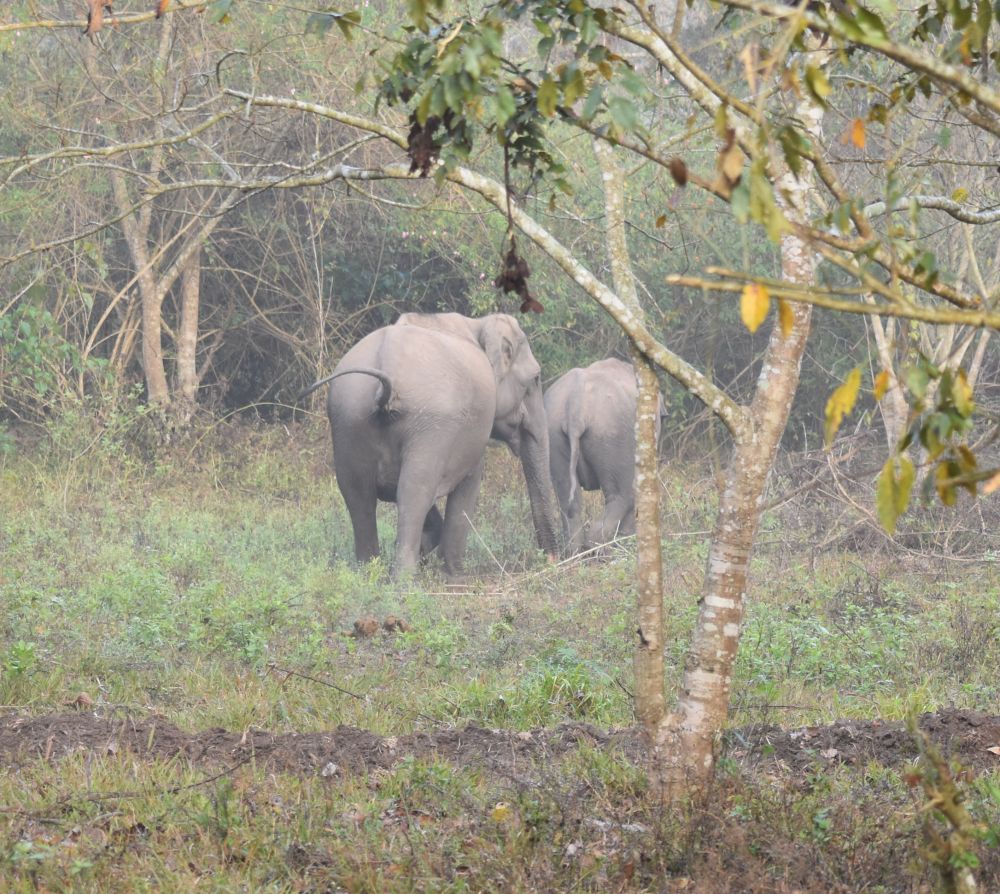 the mother and baby elephant safe in the forest