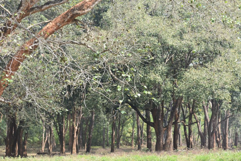 the south Indian moist deciduous forests and semi-evergreen forests standing tall