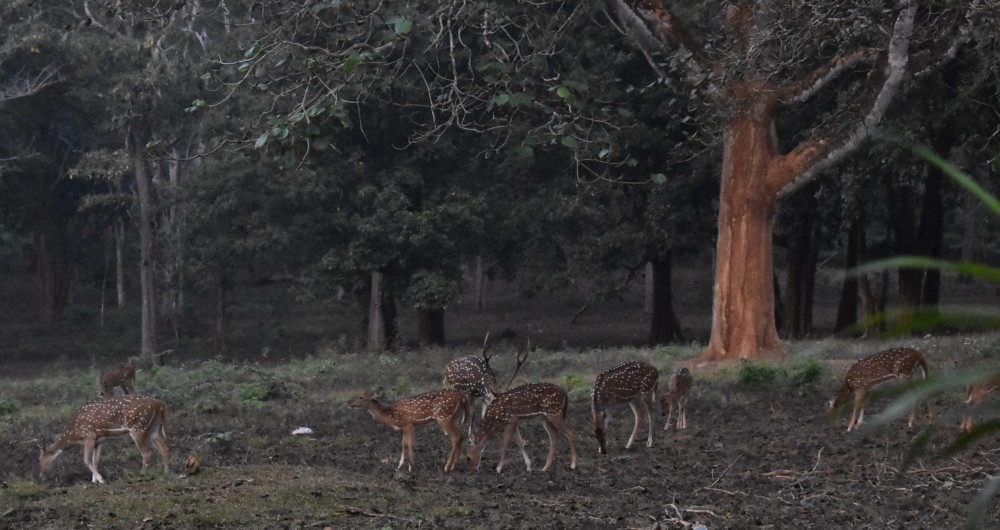 the spotted deer start to come out in the evening after the sunset