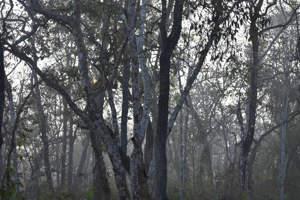 the forest in the morning