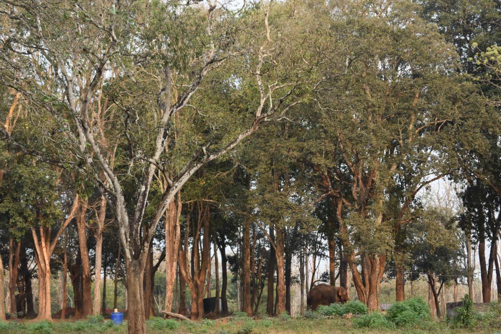 this is how the elephant camp looked from the cerambi in muthanga wayanad forest