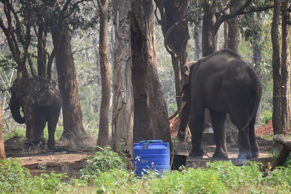 two elephants of the camp in one frame