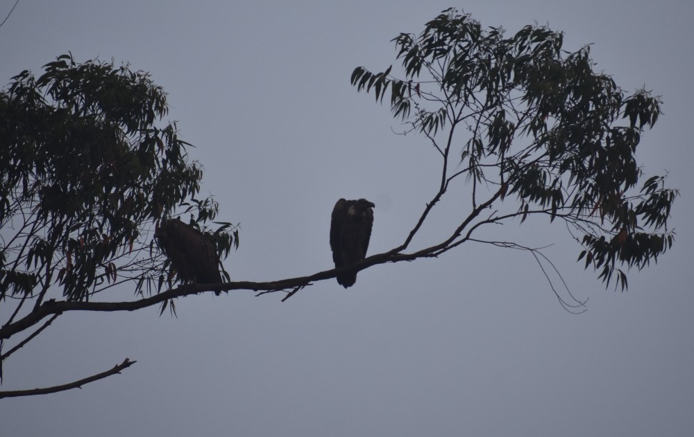 vultures snoozing on a tree branch