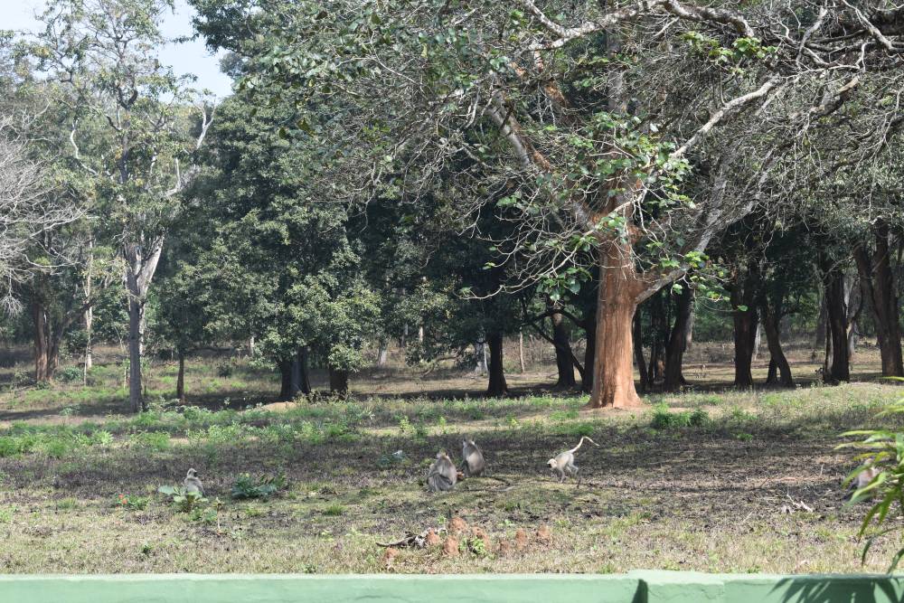 silver langurs playing in the grass under trees