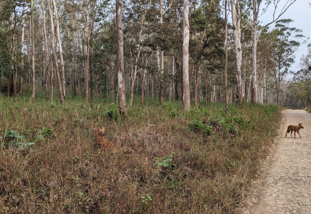 wild dogs in muthanga wildlife sanctuary kerala