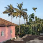 a brick-tiled roof home in wayanad village with betel nuts plants and coffee drying (1)