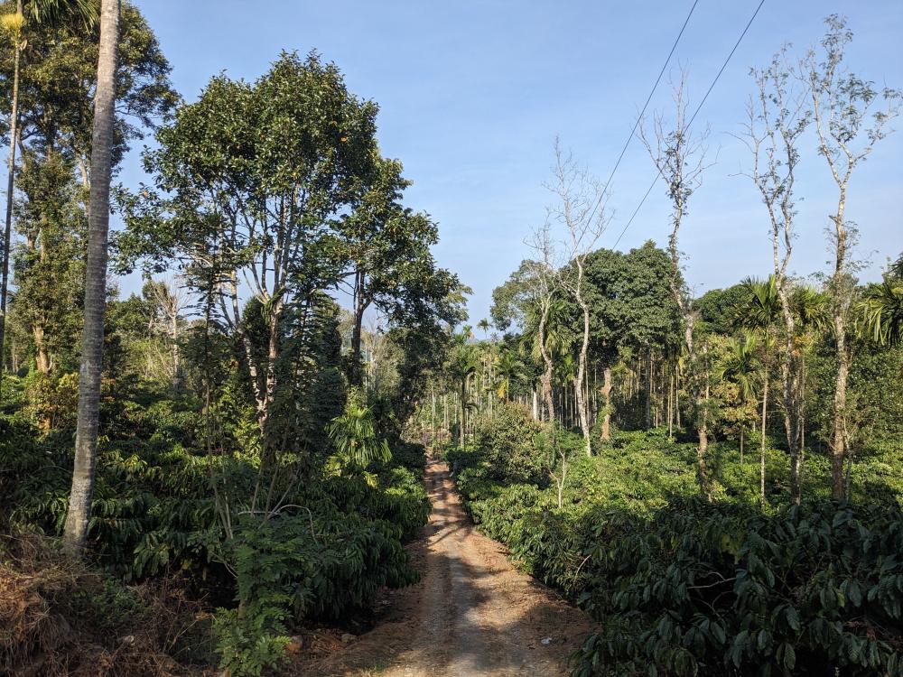 a coffee estate in wayanad