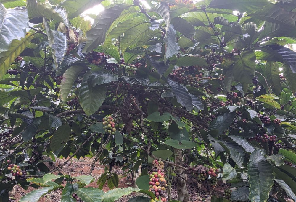 red and green coffee beans on coffee plants