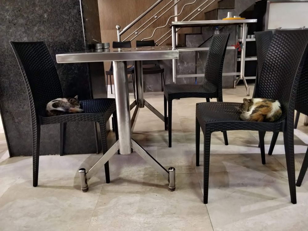 sleeping kitties in mannar hotel mysore