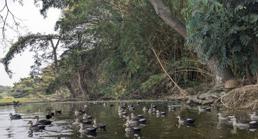 spotted bill ducks on karanji lake (85 quality)
