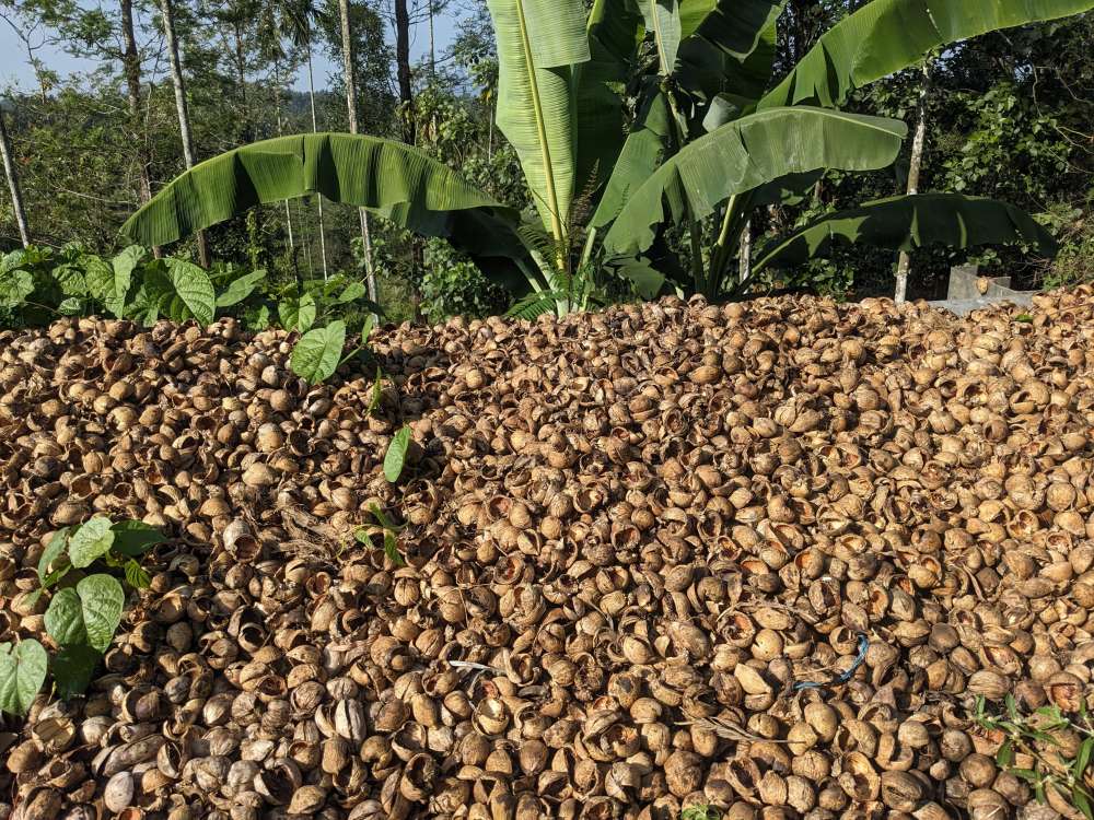 the betel nut husks lying in a pile under a banana tree in kerala