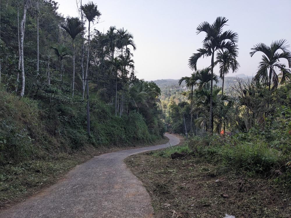the mountain road showing betel nut trees jackfruits