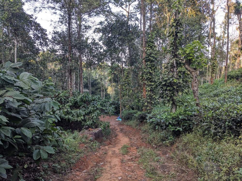 the path into the coffee and tea estate in wayanad