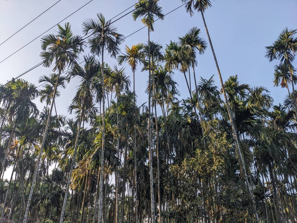 the tall betel nut trees