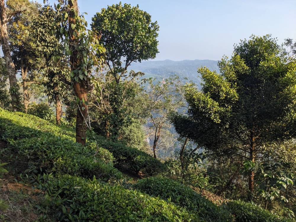 the viewpoint from a hill showing a waterfall on the opposite side on this side tea plants greenery all around wayanad kerala