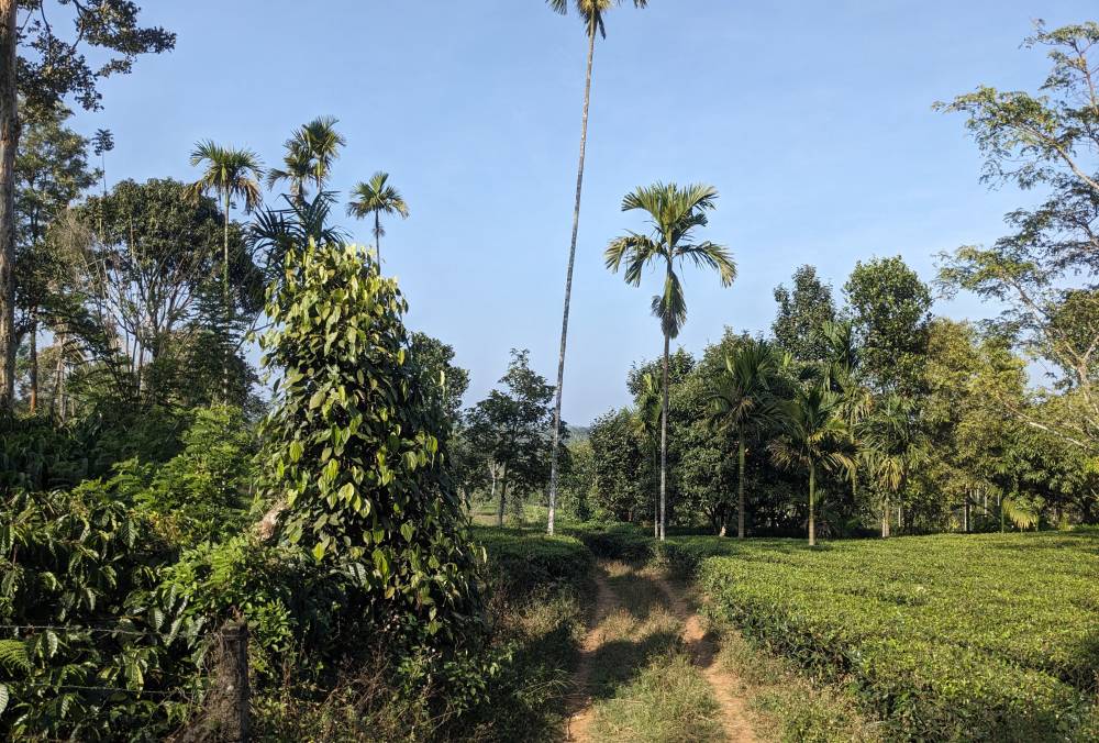 a plantation with both tea and coffee and betel nut plants and all green