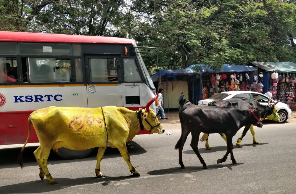 very weird yellow cows and bulls on the streets of mysore