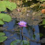 a purple lily growing in a pond in wayanad kerala