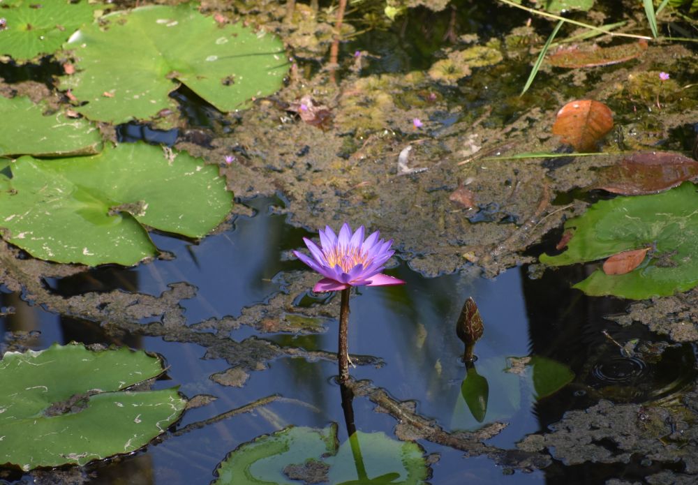 A Happy Poetess From a Village of Wayanad (Kerala): Day 3, Episode 3