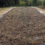 coffee beans drying in a village in wayanad kerala