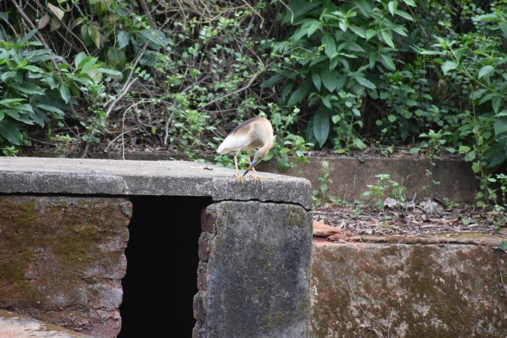 a pond heron turning around her neck, looking for fish